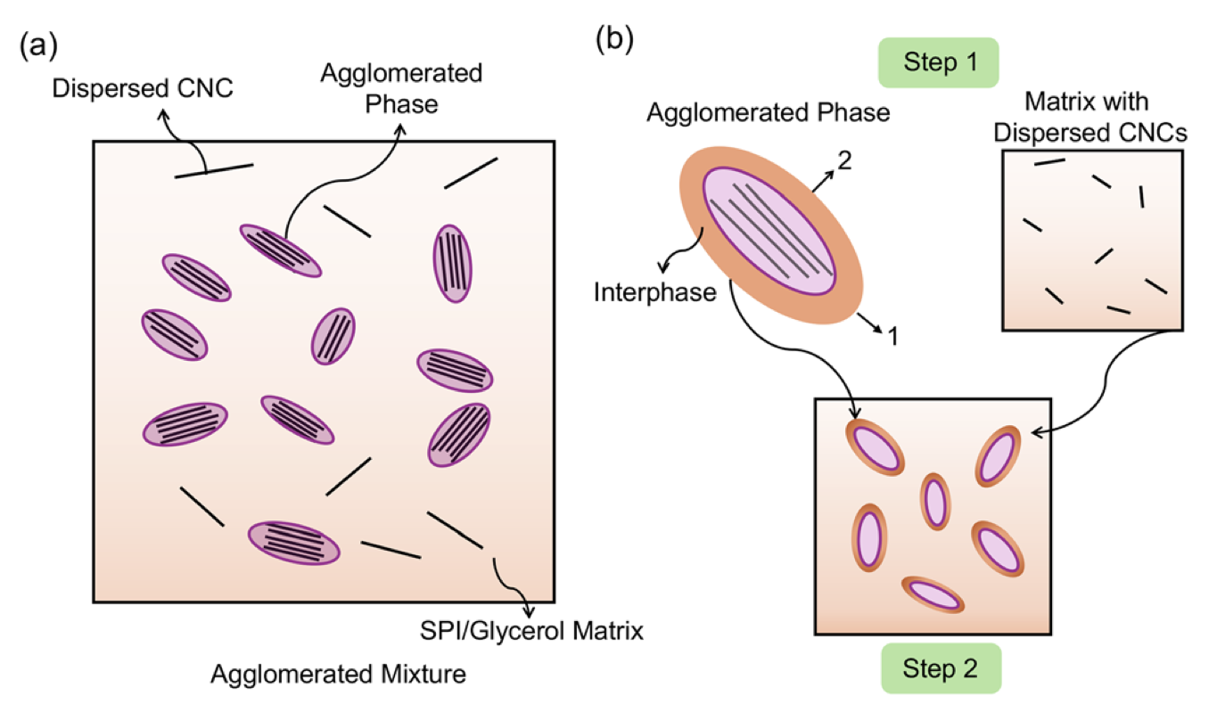 Protein/CNC Soft Composites