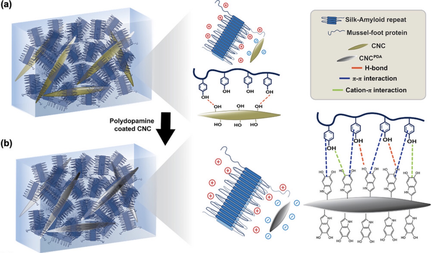 Protein-Cellulose Composite Hydrogels