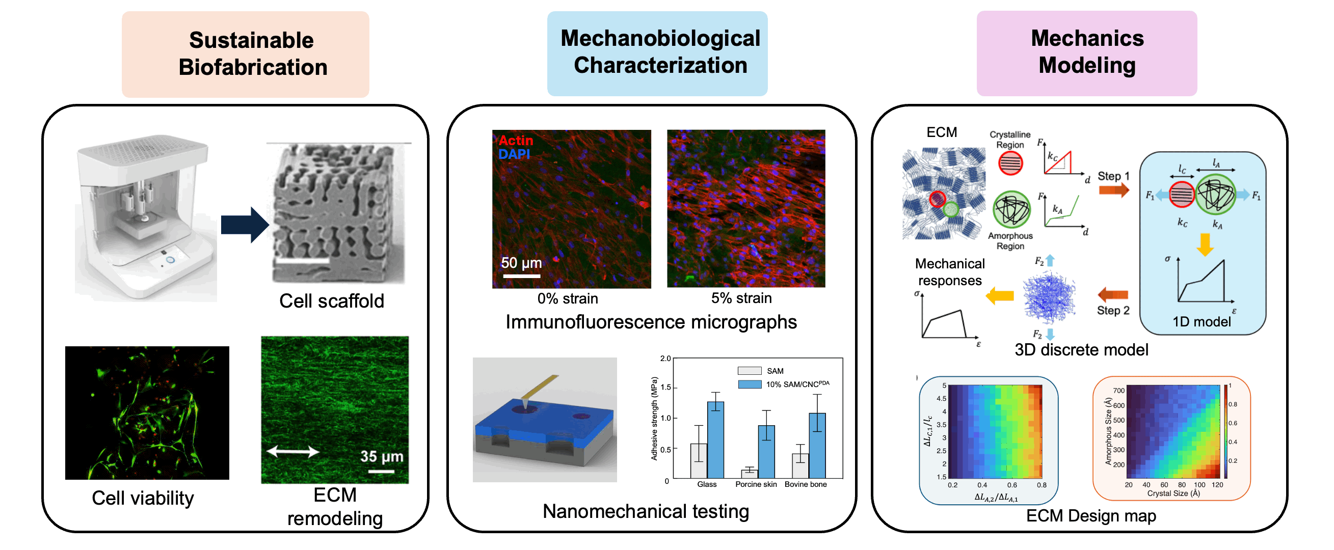 Biomanufacturing Research Animation